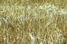 Champ d'orge - Photo BIPS