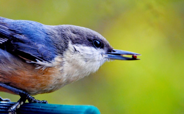 Faut-il nourrir les oiseaux l’hiver ?