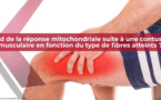 Quid de la réponse mitochondriale suite à une contusion musculaire en fonction du type de fibres atteints ?