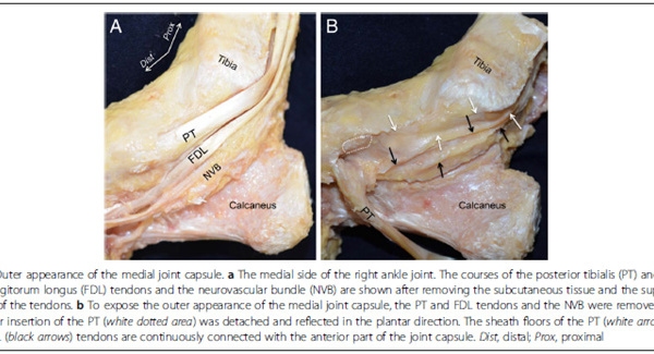 Etude anatomique du bord médial de la cheville au niveau de la capsule articulaire : description alternative du spring ligament et du ligament deltoïdien 