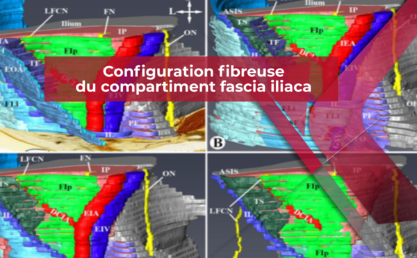 Configuration fibreuse du compartiment fascia iliaca par plastination