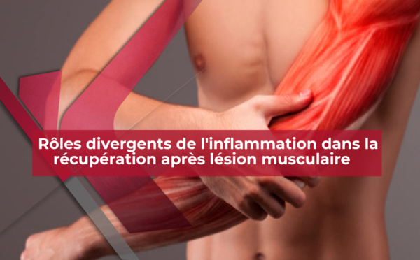 Rôles divergents de l'inflammation dans la récupération après lésion musculaire