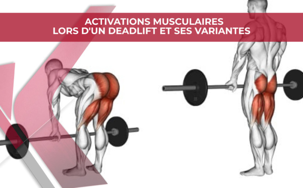 Activation musculaire lors de l'exercice Deadlift et ses variantes.