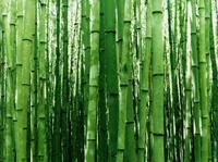 bambou bambous