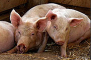 Sécurité sanitaire mondiale : risque d’une pandémie de grippe porcine