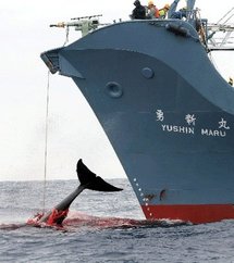 La chasse baleinière : un holocauste dans le règne animal