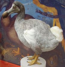 Le dodo ou Dronte de Maurice (Raphus cucullatus)