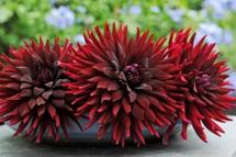 fleurs Dahlia ‘Chat Noir'