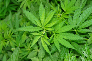 Le cannabis, une fausse douceur