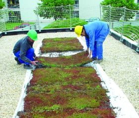 Installer une toiture végétalisée, un geste écologique !