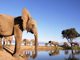 Eléphant au parc Kruger, en Afrique du Sud