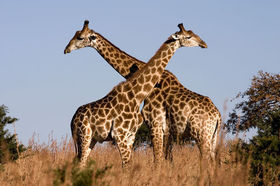 Giraphe au parc Kruger, en Afrique du Sud
