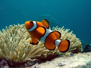 corail, une reproduction annuelle spectaculaire