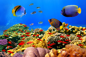 reproduction du corail