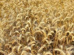 champs cereale d'avoine