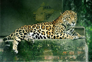 Jaguar, province de Formosa, Argentine