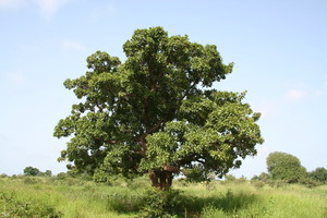 arbre karité