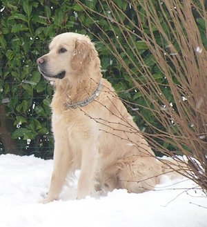 Les chiens sont-ils sensibles au froid ?