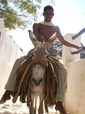 Les ânes de Lamu