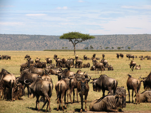 Kenya, reserve naturelle