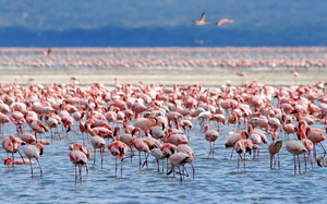Lac Bogoria, Kenya