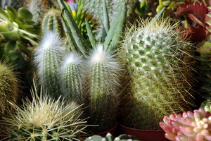 Le cactus sous toutes ses formes