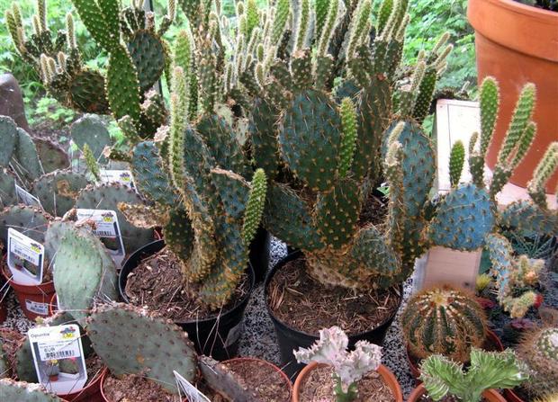 Les cactus, plantes de la famille des Cactaceae