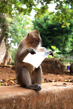 Des babouins lecteurs !