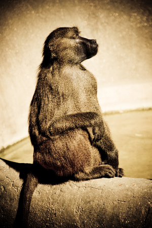 Les babouins nous apprennent à mieux nous connaître