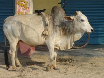 Les vaches sacrées en Inde