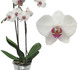 Orchidée : comment entretenir et faire fleurir une orchidée ?