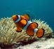 corail, une reproduction annuelle spectaculaire