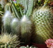 Cactus en trois actes