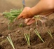 Le poireau, un légume simple à cultiver
