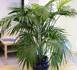 Plante d'intérieur : Le kentia obtient la palme de la déco