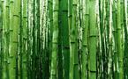 Les Bambous : une matière première en voie de disparition