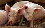 Sécurité sanitaire mondiale : risque d’une pandémie de grippe porcine