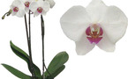 Orchidée : comment entretenir et faire fleurir une orchidée ?