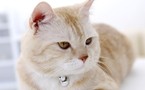 Pourquoi les chats ronronnent-ils vraiment ?