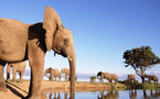Visiter le parc Kruger, en Afrique du Sud