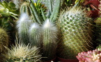 Cactus en trois actes