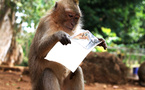 des babouins marseillais ont appris à lire l’anglais