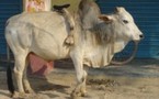 Les vaches sacrées en Inde