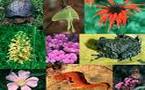 Biodiversité : une menace d’ici 25 ans