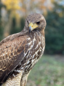 Nouvelle campagne d'éffarouchement des étourneaux à Ajaccio Nouvelle campagne d'éffarouchement des étourneaux à Ajaccio