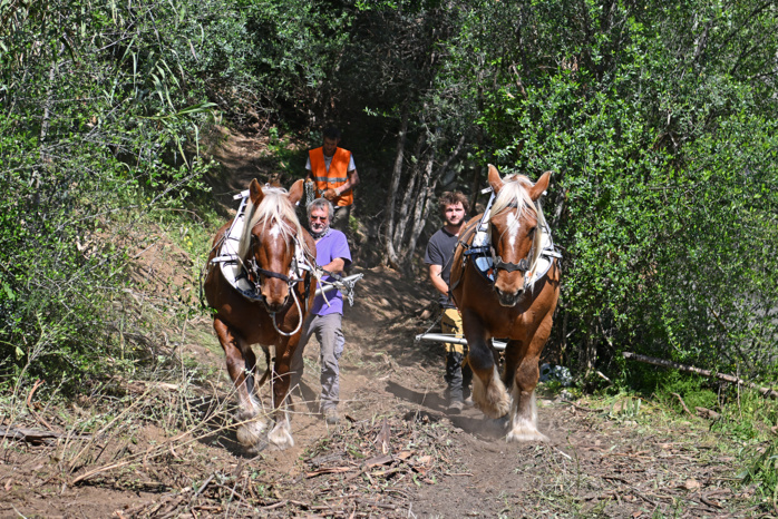 Débroussaillement : entre obligation légale et respect de la biodiversité Débroussaillement : entre obligation légale et respect de la biodiversité