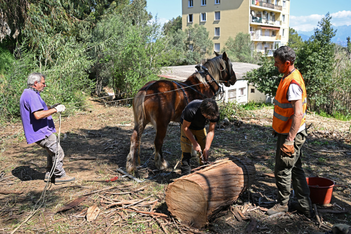 Débroussaillement : entre obligation légale et respect de la biodiversité Débroussaillement : entre obligation légale et respect de la biodiversité