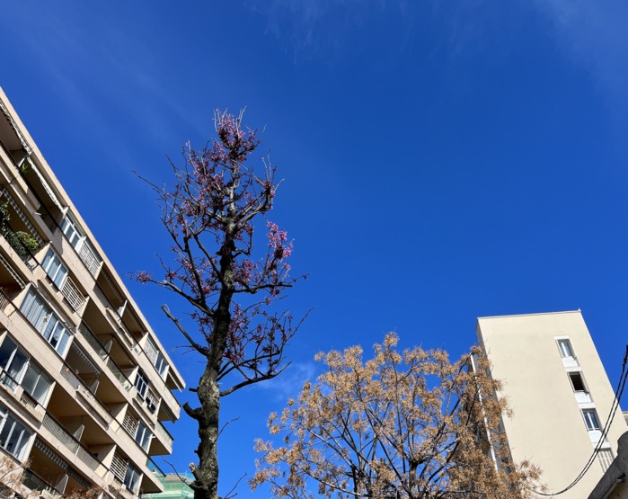 Végétalisation urbaine, une démarche écologique, économique et salutaire Végétalisation urbaine, une démarche écologique, économique et salutaire