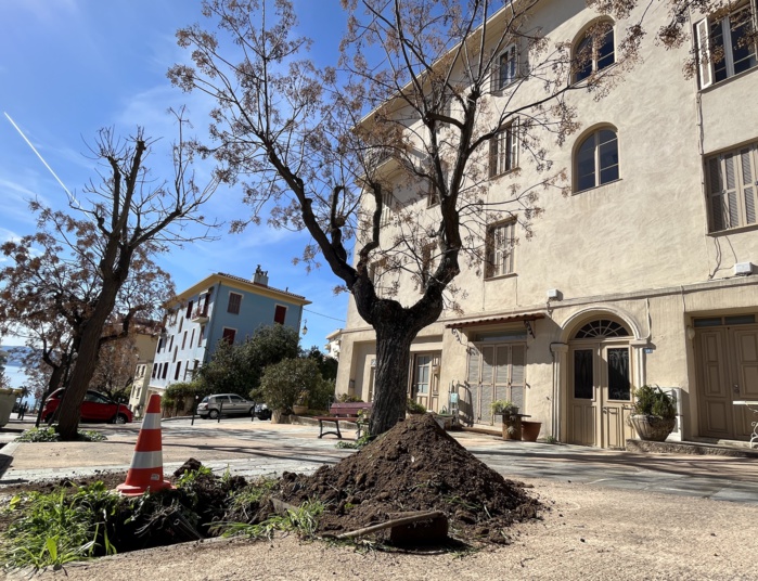 Végétalisation urbaine, une démarche écologique, économique et salutaire Végétalisation urbaine, une démarche écologique, économique et salutaire