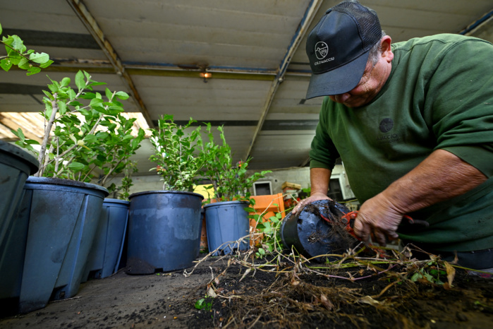 Végétalisation de l’espace public : en novembre, on plante